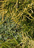 Plant Portrait of Evergreen Perennial Shrub Lonicera Nitida with small glossy leaves