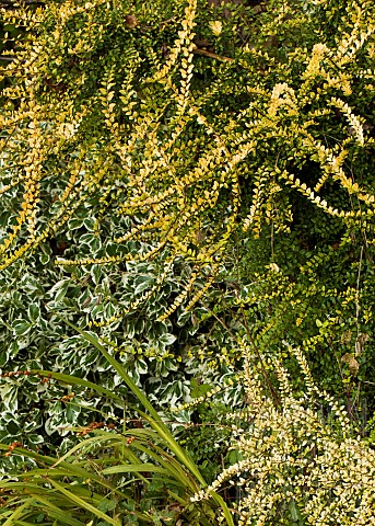 Plant_Portrait_of_Evergreen_Perennial_Shrub_Lonicera_Nitida_with_small_glossy_leaves