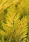 Thuja occidentalis Golden Globe