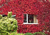 Virginia Creeper Parthenocissus quinquefolia