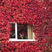 Virginia Creeper Parthenocissus quinquefolia