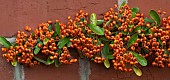 Pyracantha Orange Glow