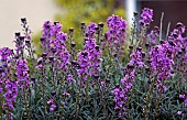 Erysimum Bowles Mauve