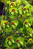 Perennial Euphorbia Matinii lime green foliage on red stems with light green disc shaped bracts with red centres in spring