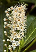 Prunus lusitanica Portugal Laurel