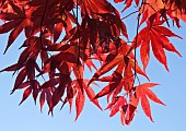 Acer palmatum Bloodgood