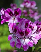 Geranium Pelargonium Kimono