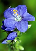 Polemonium caeruleum, Jacobs ladder