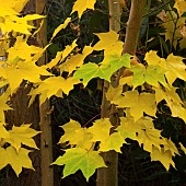 Acer cappadocicum Aureum