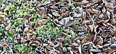 Frosted evergreen ground cover with frosted fallen leaves in winter