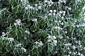 Winter frost covered Ivy