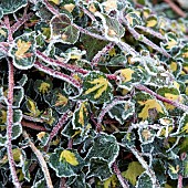 Winter frost covered variegated Ivy