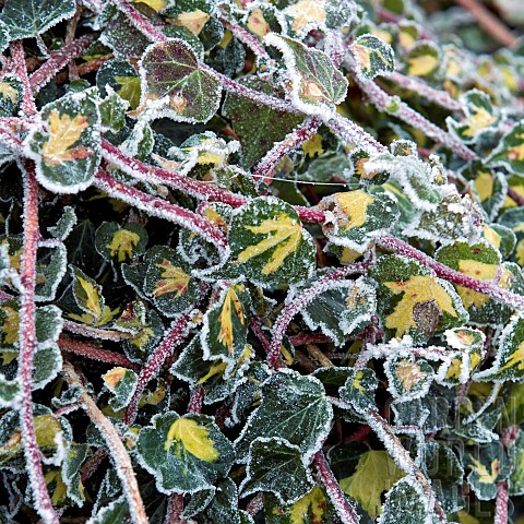 Winter_frost_covered_variegated_Ivy