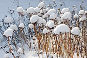 Winter colour from stems of Sedum Spectabile capped with snow in February