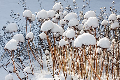 Winter_colour_from_stems_of_Sedum_Spectabile_capped_with_snow_in_February