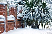 Cordyline australis in snow covered front garden in December