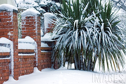 Cordyline_australis_in_snow_covered_front_garden_in_December