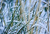 Photograph of snow covered base of ornamental perennial grass Cortaderia Selloana plant.