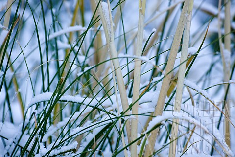 Photograph_of_snow_covered_base_of_ornamental_perennial_grass_Cortaderia_Selloana_plant