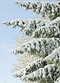 Photograph of heavy snow covered conifer tree branches thats starting to droop under the weight.