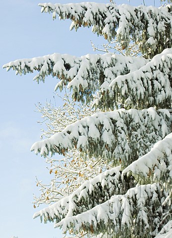 Photograph_of_heavy_snow_covered_conifer_tree_branches_thats_starting_to_droop_under_the_weight