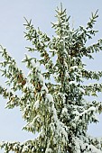 Photograph of the top of a snow covered conifer tree laden wirh cones in winter.
