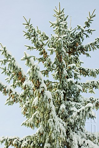 Photograph_of_the_top_of_a_snow_covered_conifer_tree_laden_wirh_cones_in_winter