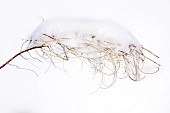 Arched delicate seedhead of a snow covered Rosebay Willowherb in December