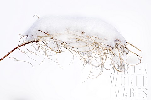 Arched_delicate_seedhead_of_a_snow_covered_Rosebay_Willowherb_in_December