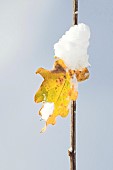 Single Oak leaf and branch in snow set against a winter blue sky in December