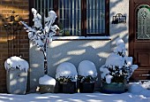 Photograph of snow covered front garden with a variety of containers under house window in winter