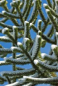 Snow covered Monkey Puzzle tree Araucaria Araucana