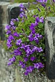 Campanula portenschlagiana