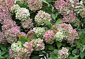 Hydrangea macrophylla