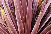 Phormium Bronze Baby