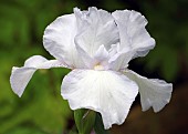 Bearded Iris English Cottage