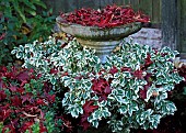 Fallen red leaves of the Acer Palmatum and foliage of evergreen shrub Euonymous