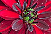 Dahlia Flowerhead