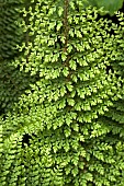 Fern leas close-up unknwown variety