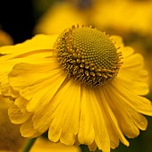 Yellow coneflower close-up