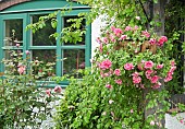 Hanging basket of double pink pertunia