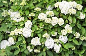 Hydrangea macrophylla Common Hydrangea white flower heads at Lilac Cottage (NGS) in summer (July) Staffordshire