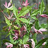 Acer negundo Flamingo Box Elder