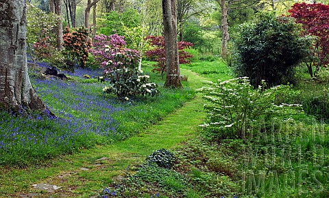 Superbly_Beautiful_ight_woodland_garden_with_specimen_trees_Rhododendrons_Azaleas