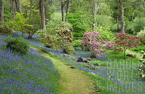 Superbly_Beautiful_ight_woodland_garden_with_specimen_trees_Rhododendrons_Azaleas