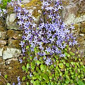 Campanula poscharskyana