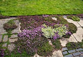 Aromatic ground cover of herb Thyme pink and white flowers
