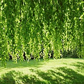 Fagus sylvatica Pendula Weeping Beech