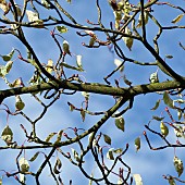 Cornus controversa Variegata Wedding Cake Tree