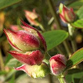 Tibouchina urvilleana